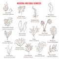 Big collection of edible and medicinal seaweeds