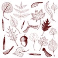 Big collection of engraved forest leaves and seeds. Hand drawn outline illustration of different types of leaves like birch,