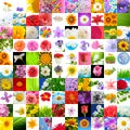 Big Collection of Flowers (Set of 100 Images) Royalty Free Stock Photo