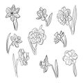 Big collection of hand drawn daffodils or jonquil