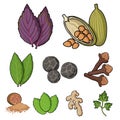 Big collection of herb and spices vector symbol stock illustration Royalty Free Stock Photo