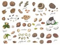 Big collection of isolated colored nuts and seeds on white background