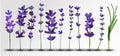 Big collection realistic flowers violet lavender. Tender bouquet lavender. Fragrant lavender on transparent background