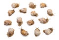 Big collection of snails top view isolated on white background Royalty Free Stock Photo