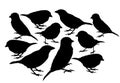 Big collection of Sparrow bird vector silhouette illustration