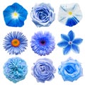 Big collection of various blue head flowers Royalty Free Stock Photo