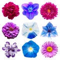 Big collection of various blue and purple head flowers Royalty Free Stock Photo