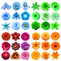 Big collection of various head flowers blue, green, purple and orange isolated on white background Royalty Free Stock Photo