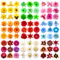 Big collection of various head flowers blue, yellow, pink, white, red, green, purple and orange isolated on white background Royalty Free Stock Photo