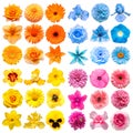 Big collection of various head flowers orange, blue, yellow and pink isolated on white background Royalty Free Stock Photo