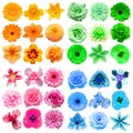 Big collection of various head flowers pink, blue, green and orange isolated on white background Royalty Free Stock Photo