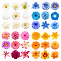 Big collection of various head flowers pink, blue, white and orange isolated on white background Royalty Free Stock Photo