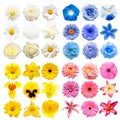 Big collection of various head flowers pink, blue, white and yellow isolated on white background Royalty Free Stock Photo