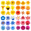 Big collection of various head flowers pink, blue, yellow and orange isolated on white background Royalty Free Stock Photo