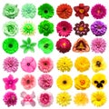 Big collection of various head flowers pink, green, purple and yellow isolated on white background Royalty Free Stock Photo