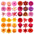 Big collection of various head flowers purple, orange, pink and red isolated on white background Royalty Free Stock Photo