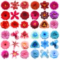 Big collection of various head flowers purple, pink, blue and red isolated on white background Royalty Free Stock Photo