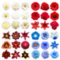 Big collection of various head flowers purple, white, blue and red isolated on white background Royalty Free Stock Photo