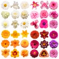 Big collection of various head flowers Royalty Free Stock Photo