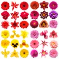 Big collection of various head flowers purple, yellow, pink and red isolated on white background Royalty Free Stock Photo