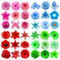 Big collection of various head flowers red, blue, green and pink isolated on white background Royalty Free Stock Photo