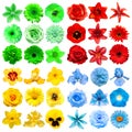 Big collection of various head flowers red, blue, green and yellow isolated on white background Royalty Free Stock Photo