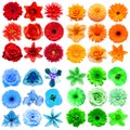 Big collection of various head flowers red, orange, green and blue isolated on white background Royalty Free Stock Photo