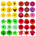 Big collection of various head flowers red, purple, green and yellow isolated on white background Royalty Free Stock Photo