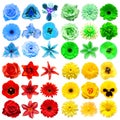 Big collection of various head flowers red, yellow, green and blue isolated on white background Royalty Free Stock Photo