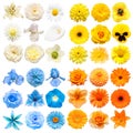 Big collection of various head flowers yellow, blue, white and orange isolated on white background Royalty Free Stock Photo