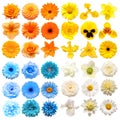 Big collection of various head flowers yellow, blue, white and orange isolated on white background Royalty Free Stock Photo