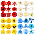 Big collection of various head flowers yellow, blue, white and red isolated on white background Royalty Free Stock Photo