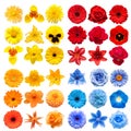 Big collection of various head flowers yellow, orange, blue and red isolated on white background Royalty Free Stock Photo