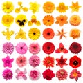 Big collection of various head flowers yellow, orange, pink and red isolated on white background Royalty Free Stock Photo