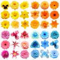 Big collection of various head flowers yellow, pink, blue and orange isolated on white background Royalty Free Stock Photo