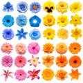 Big collection of various head flowers yellow, pink, blue and orange isolated on white background Royalty Free Stock Photo
