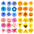 Big collection of various head flowers yellow, pink, blue and orange isolated on white background Royalty Free Stock Photo