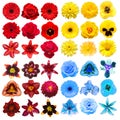 Big collection of various head flowers yellow, purple, blue and red isolated on white background Royalty Free Stock Photo