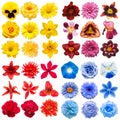 Big collection of various head flowers Royalty Free Stock Photo
