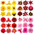 Big collection of various head flowers yellow, purple, pink and red isolated on white background Royalty Free Stock Photo