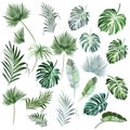 Big collection of vector hand drawn colored palm leaves for design