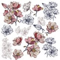 Big collection of vector magnolia flowers for design