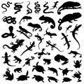 Big collection vector reptiles amphibians Royalty Free Stock Photo