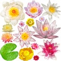 Big Collection of water lily
