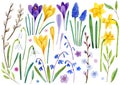 Big collection of watercolor hand drawn spring illustrations. Spring flowers: violet and yellow crocuses, narcissus, snowdrops, Royalty Free Stock Photo