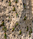 Big colony of the Bee-eaters in their burrows on a clay wall. Africa. Uganda.