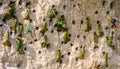 Big colony of the Bee-eaters in their burrows on a clay wall. Africa. Uganda.