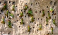 Big colony of the Bee-eaters in their burrows on a clay wall. Africa. Uganda. Royalty Free Stock Photo