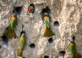 Big colony of the Bee-eaters in their burrows on a clay wall. Africa. Uganda.