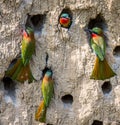 Big colony of the Bee-eaters in their burrows on a clay wall. Africa. Uganda.